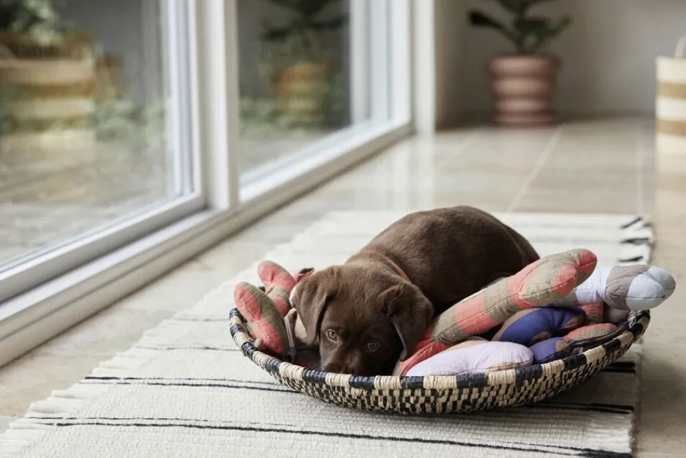 Ashi Hundelegetøj - Stor>OYOY MINI Sale