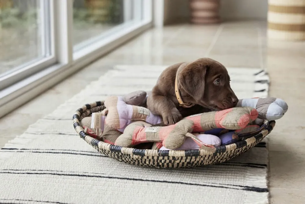 Ashi Hundelegetøj - Stor>OYOY MINI Sale