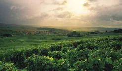 Bøger Champagne - Wine of Kings and the King of Wines