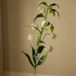 Chinese Lantern Lily Flowers>Botané Hot