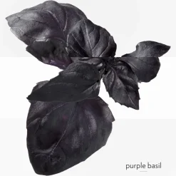 **EAU DE BASILIC POURPRE NATURAL SP><noscript><img width=