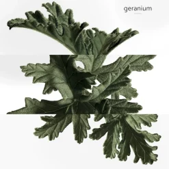 **EAU DE BASILIC POURPRE NATURAL SP><noscript><img width=