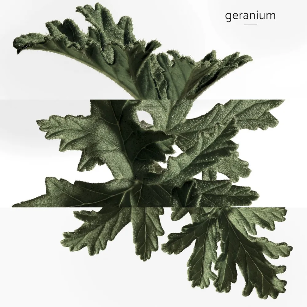 **EAU DE BASILIC POURPRE NATURAL SP>HERMÈS Clearance