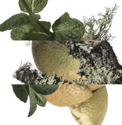 Eau d'orange verte Eau de Cologne><noscript><img width=