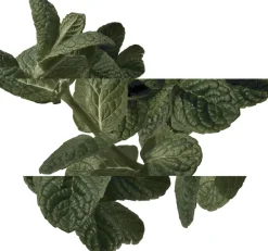 Eau d'orange verte Eau de Cologne><noscript><img width=