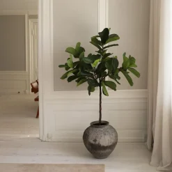Fiddle Leaf Fig><noscript><img width=
