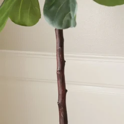 Fiddle Leaf Fig><noscript><img width=