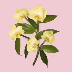 Flora Gorgeous Orchid Eau de parfum><noscript><img width=