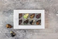 Xocolatl Frog parade Online