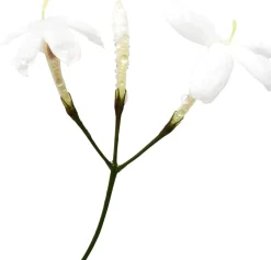 Giorgio Acqua di Gioia Eau de Parfum><noscript><img width=