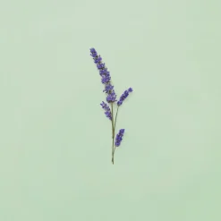 Guilty Pour Homme Eau de Toilette><noscript><img width=