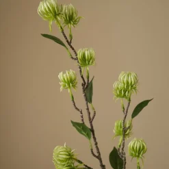 Botané Hamamelis Branch