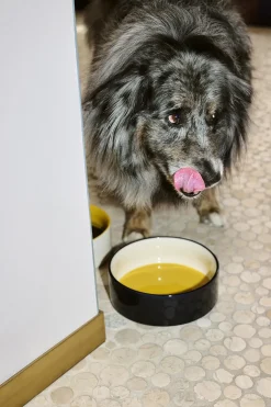 Hay Dogs Bowl-Large-Yellow, blue Hot