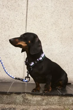 Dogs Collar Flat-S/M-Lavender,>Hay Discount