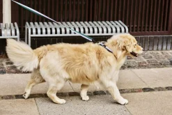 Dogs Leash-Flat M/L-Lavender, g><noscript><img width=