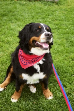 Dogs Leash-Flat M/L-Red, blue><noscript><img width=