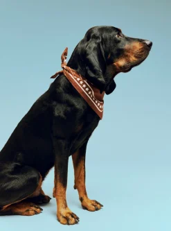 Dogs Scarf Recycled-55 x 55-B><noscript><img width=