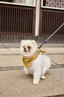 Hay Dogs Scarf-55 x 55-Ochre