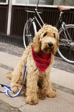 Hay Dogs Scarf-55 x 55-Red