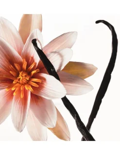 Kylie Jenner Hair & Body Mist Vanilla Dew 236 ml Outlet