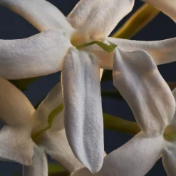 Rabanne Lady Million Deodorant spray 150 ml