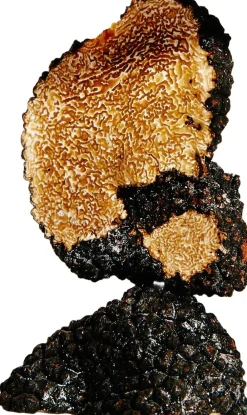 LOEWE Earth Eau de Parfum><noscript><img width=