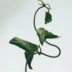 Loewe Perfumes LOEWE Honeysuckle Candle Hot