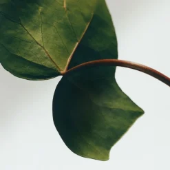 Loewe Perfumes LOEWE Ivy Incense Sticks Refill Online