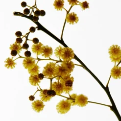 Loewe Perfumes LOEWE Mimosa Candle Small Clearance