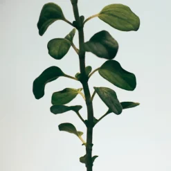 LOEWE Oregano Soap Bar><noscript><img width=