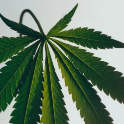 Loewe Perfumes LOEWE Scent of Marihuana Candle