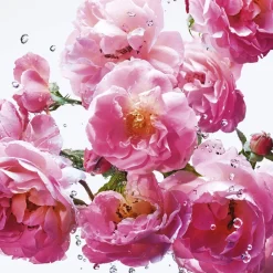 DIOR Miss Rose N'Roses Eau de toilette No color