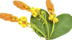 Less Is More Organic Phytonutrient Caffeine Infusion 100 ml. New