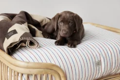 OYOY Living Design Otte Hundeseng - Lille