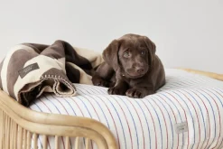 OYOY Living Design Otte Hundeseng - Lille