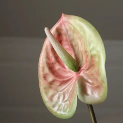 Botané Pink Medium Anthurium Flower