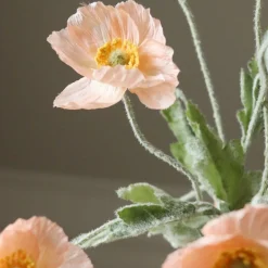 Botané Poppy Flower