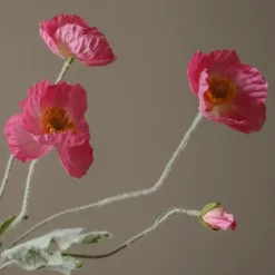 Botané Poppy Flower