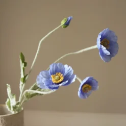 Botané Poppy Flower