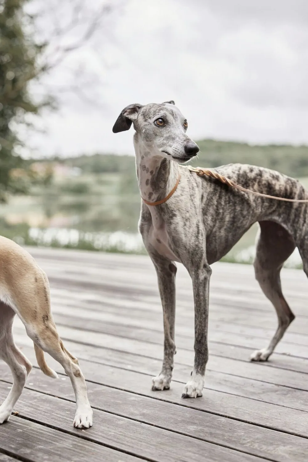 OYOY Living Design Robin Hundehalsbånd - Ekstra Stor Hot