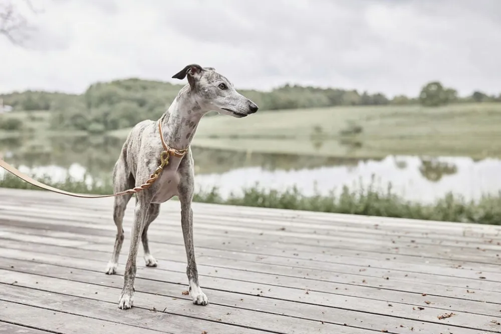 OYOY Living Design Robin Hundehalsbånd - Ekstra Stor Hot