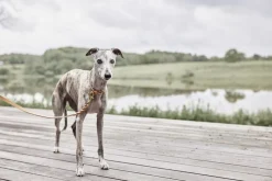 OYOY Living Design Robin Hundehalsbånd - Lille