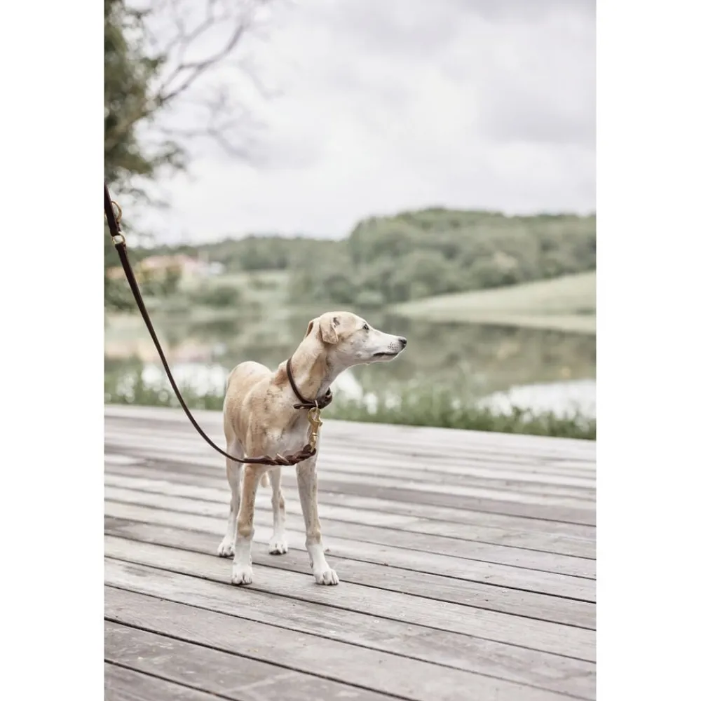 Robin Hundehalsbånd - Medium>OYOY Living Design Clearance