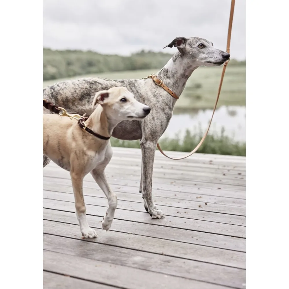 Robin Hundehalsbånd - Medium>OYOY Living Design Clearance