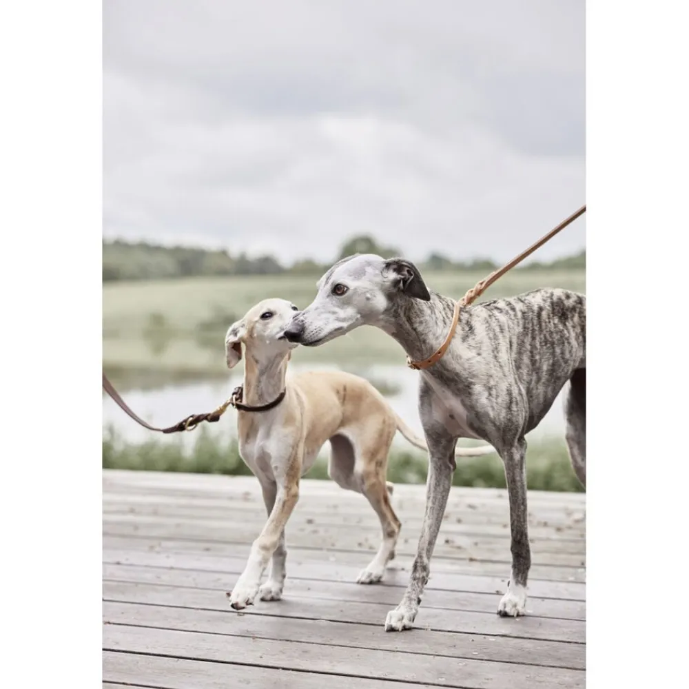 Robin Hundehalsbånd - Medium>OYOY Living Design Clearance