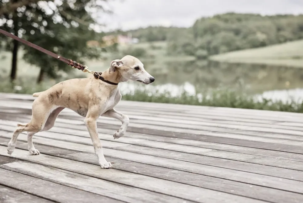Robin Hundehalsbånd - Stor>OYOY Living Design Outlet