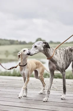 Robin Hundesnor - M/L><noscript><img width=