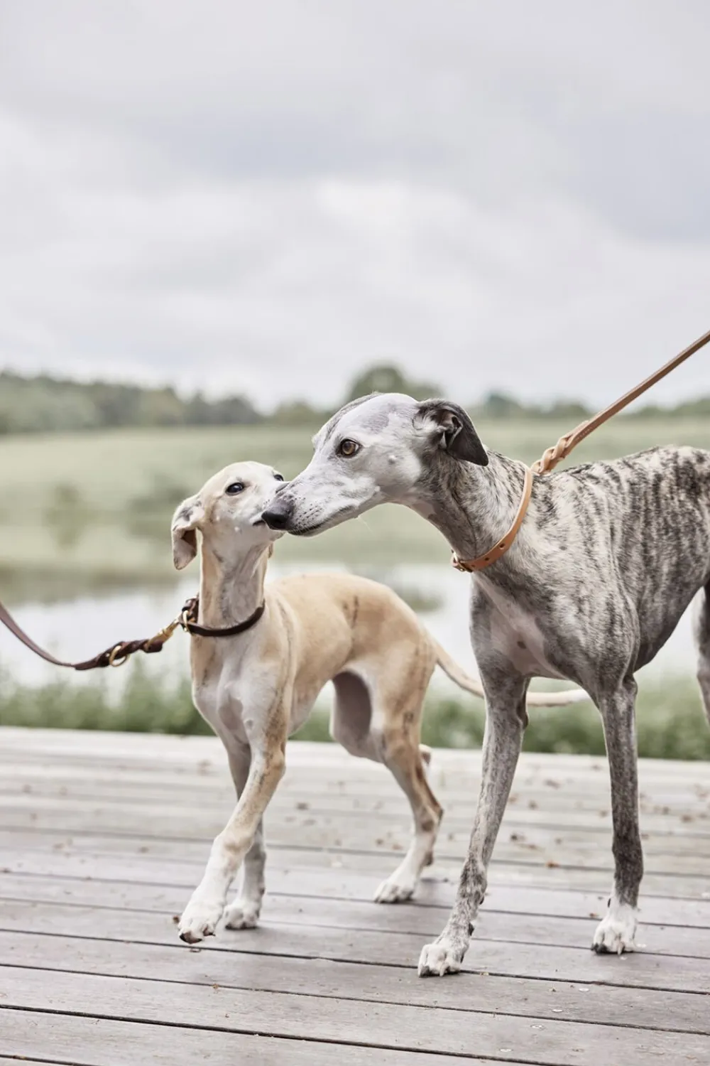 Robin Hundesnor - M/L>OYOY Living Design Outlet