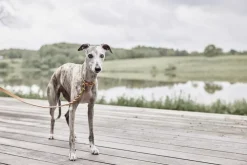 Robin Hundesnor - M/L><noscript><img width=