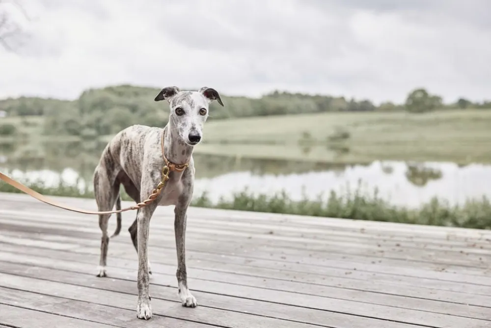 Robin Hundesnor - M/L>OYOY Living Design Outlet